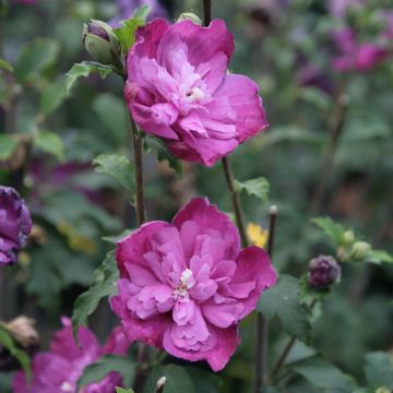 Hibiscus syriacus Purple Ruffles - Rose of Sharon