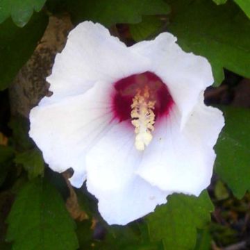 Hibiscus syriacus Speciosus - Rose of Sharon