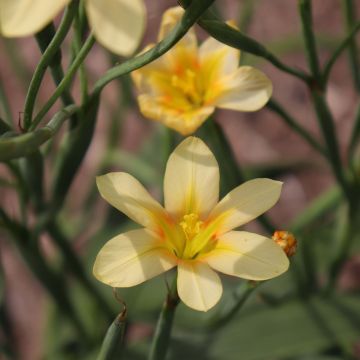 Homeria ochroleuca - Cape tulip