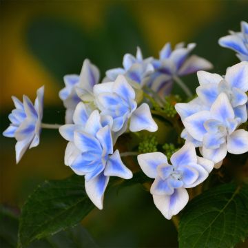 Hydrangea macrophylla Star Gazer (r) bleu