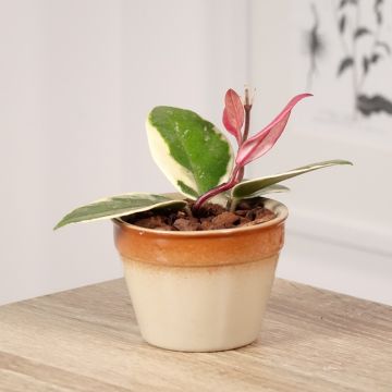 Hoya carnosa Flamingo Dream - Wax plant