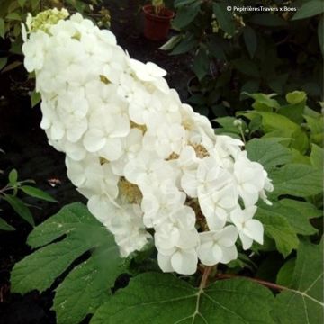 Hydrangea quercifolia Amethyst