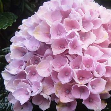 Hydrangea macrophylla Magical Revolution Pink