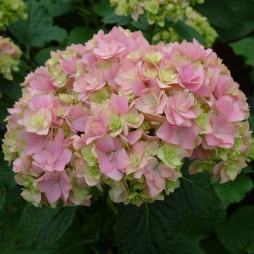 Hydrangea macrophylla You and Me Together