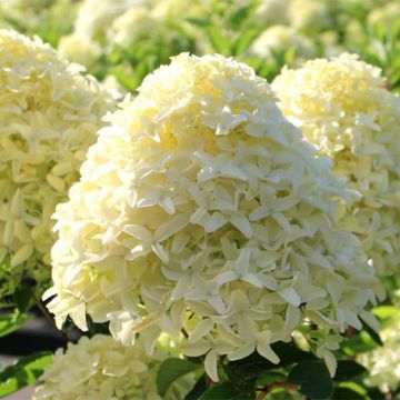 Hydrangea paniculata Whitelight