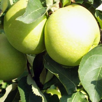 Apple Tree Golden Delicious - U Shape Malus domestica