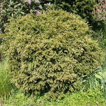 Taxus baccata - Bowl Shape Yew