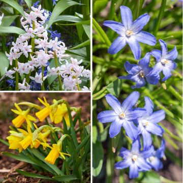 Inspiration collection of small spring bulbs with contrasting flowering