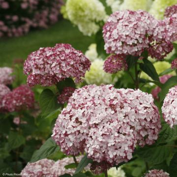 Hydrangea arborescens Sweet Annabelle® (NCHA4) (Incrediball® Blush)