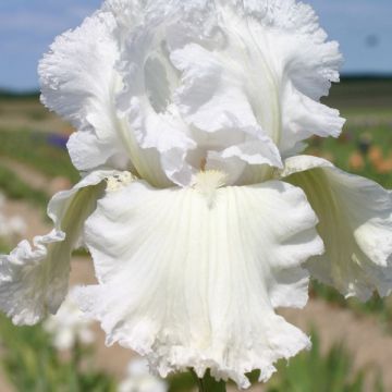 Iris Laced Cotton