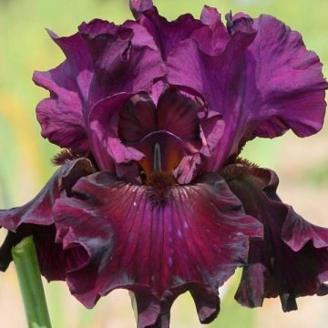 Iris Raspberry Wine