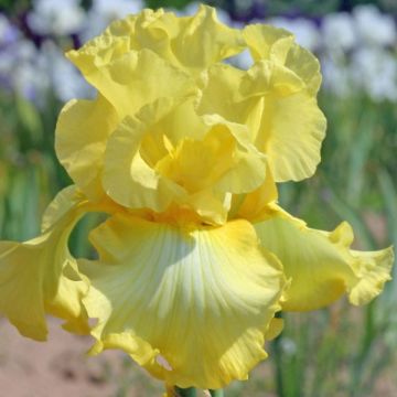 Iris Rising Moon