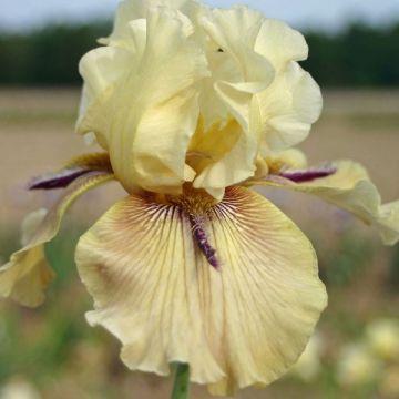 Iris Thornbird - Tall Bearded Iris