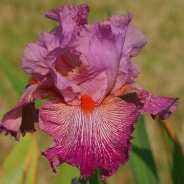 Iris germanica Anything Goes - Bearded Iris