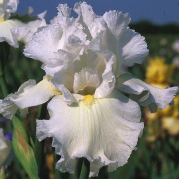 Iris germanica Arctic Age - Bearded Iris