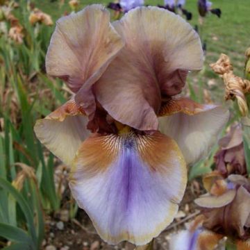 Iris germanica Burnt Toffee - Bearded Iris