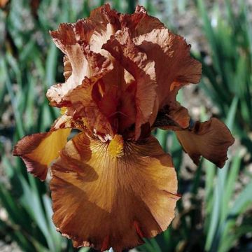 Iris germanica Cable Car - Bearded Iris