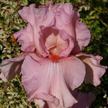 Iris Caprice de Star