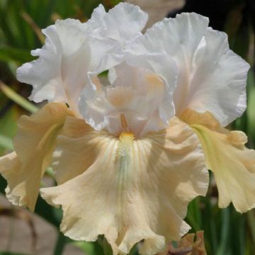 Iris Champagne Frost