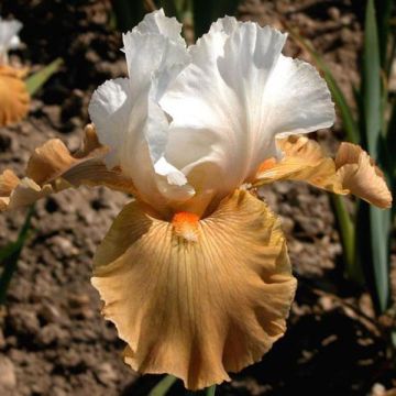 Iris germanica Chateau dAuvers-sur-Oise - Bearded Iris
