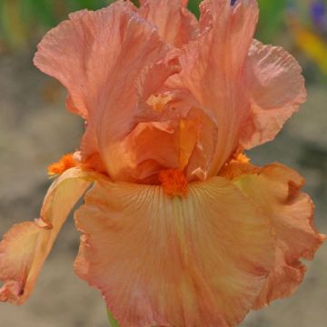Iris germanica Copper Classic - Bearded Iris