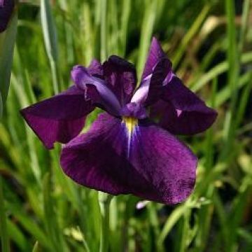 Iris ensata Carnival Prince - Japanese Water Iris