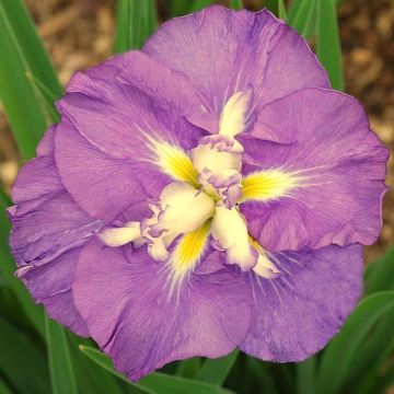 Iris ensata Center of Interest - Japanese Water Iris