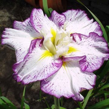 Iris ensata Stippled Ripples - Japanese Water Iris