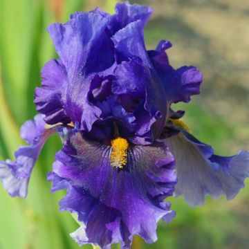 Iris germanica Deep Dark Secret