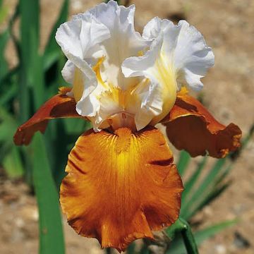 Iris Fall Fiesta