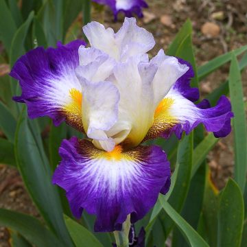 Iris germanica Irisades