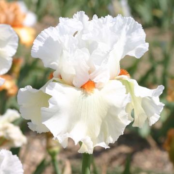 Iris germanica Lark Ascending - Bearded Iris