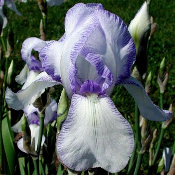 Iris germanica Ma Mie - Bearded Iris