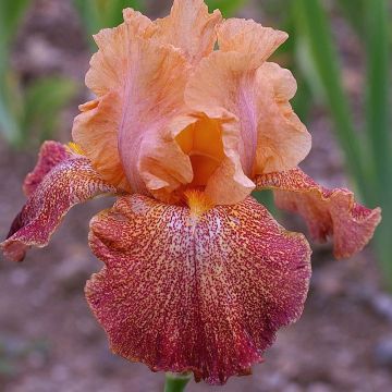 Iris Tanzanian Tangerine - Tall Bearded Iris