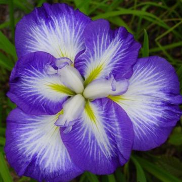 Iris ensata Gusto - Japanese Water Iris