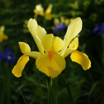 Iris hollandica Royal Yellow - Dutch Iris