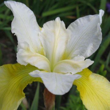 Iris sibirica Moon Silk - Siberian Iris