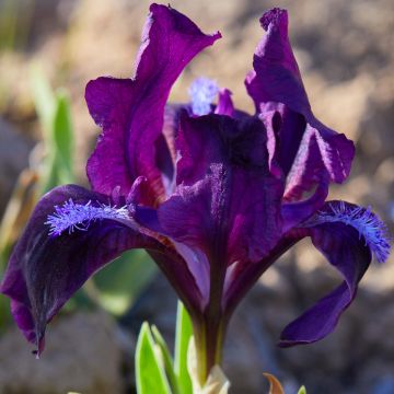 Iris pumila Jewel Baby - Dwarf bearded Iris
