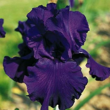 Iris Royal Intrigue - Tall Bearded Iris