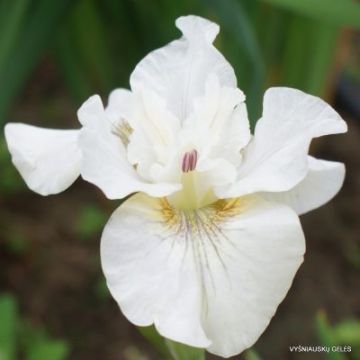 Iris sibirica Not Quite White - Siberian Iris
