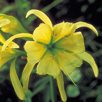 Hymenocallis festalis Sulphur Queen - Spider Lily
