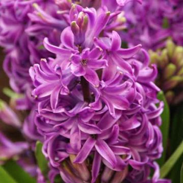 Hyacinthus x orientalis Purple Sensation