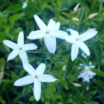 Jasminum azoricum - Lemon-Scented Jasmine