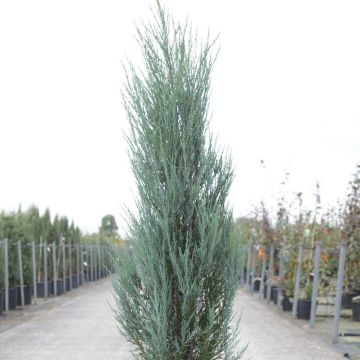 Virginia Juniper - Juniperus scopulorum Blue Arrow