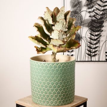 Kalanchoe beharensis Fang - Felt plant