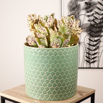 Kalanchoe marmorata - Penwiper