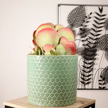 Kalanchoe thyrsiflora - Paddle plant