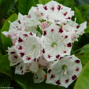 Kalmia latifolia f. fuscata Freckles - Mountain Laurel