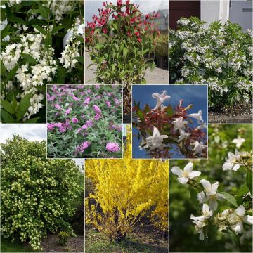 10m (33ft) Flowered Hedge Collection