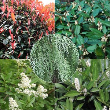 Fast-growing Evergreen Eco Hedge Collection